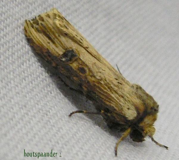 houtspaander 2.jpg - Houtspaander -  Axylia putris